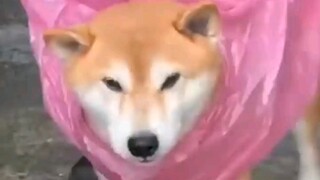 Bố làm vậy chắc chắn phải có lý do của mình.