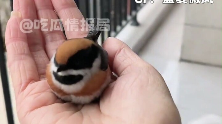 It’s normal for birdwatchers to lose it.