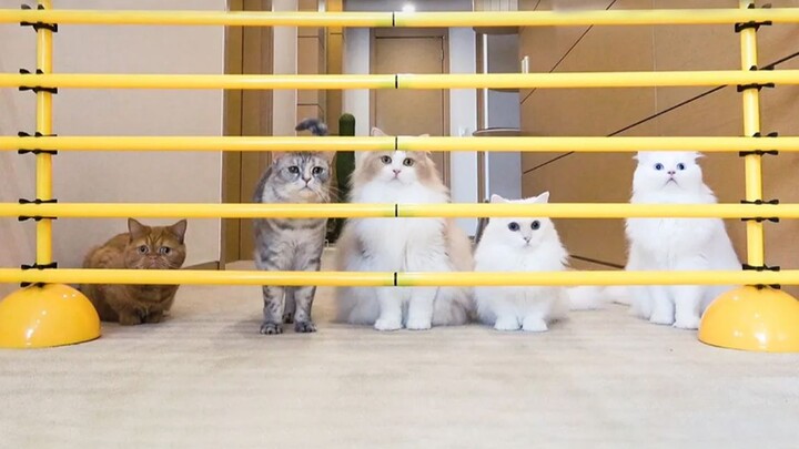 Cuộc thử thách vượt rào của “mọt ăn vặt” Lulu và gia đình hạnh phúc của nó – màn trình diễn kỹ năng 