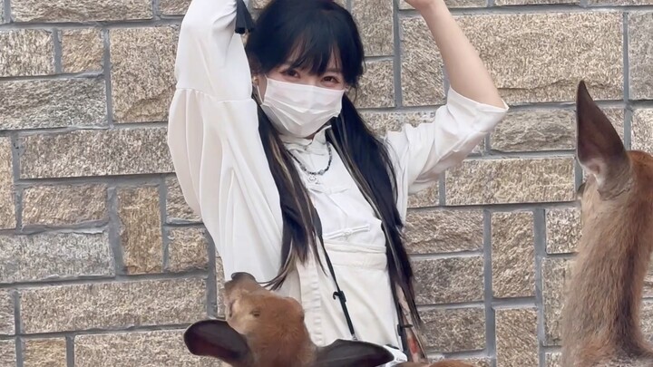 الغزال الصغير لا يعرف الأدب ويقتحم طعامي! سأعطيه صفعة حديدية.