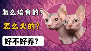 无毛猫是怎么培育的？怎么火的？好不好养？