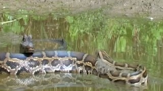 CROCS VS PYTHON