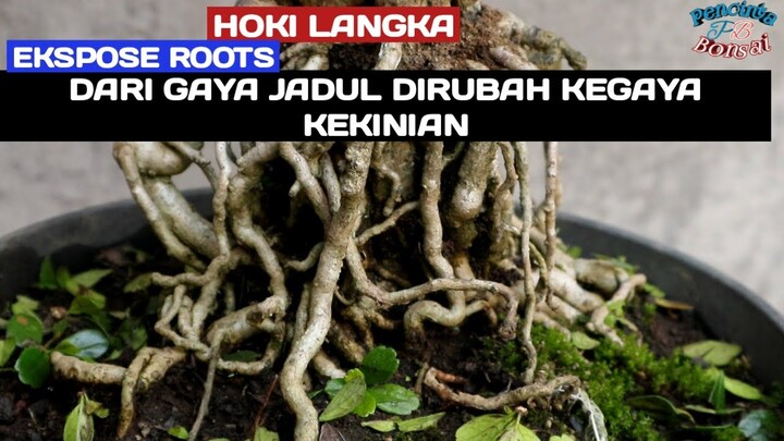Langka hokiantea ekspose roots dari gaya jadul dirubah kegaya kekinian