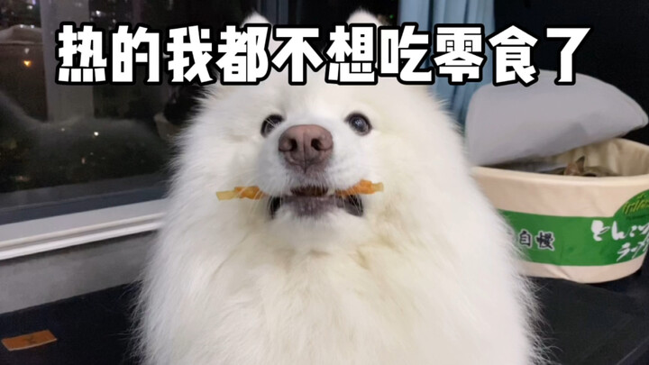 Summer's here, and little sheep have yet another reason to skip meals!