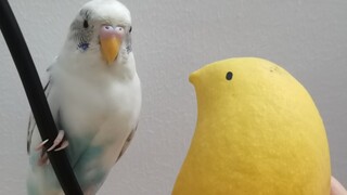 Courting mango