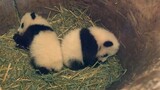 Menimbang Panda Kemudian Mengembalikannya ke Liang Pohon