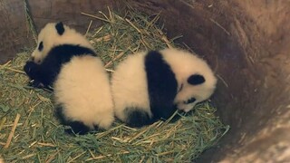 Weighing a Panda And Putting It Back to Its Tree Hole