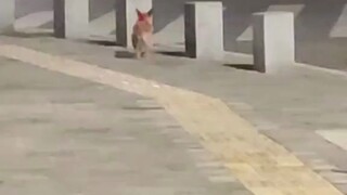 狗狗的快乐好简单