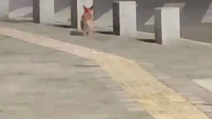 狗狗的快乐好简单