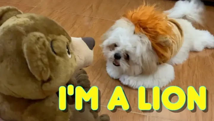 Shih tzu Puppy Turns Into A Lion And Acts To Be The King of The Jungle