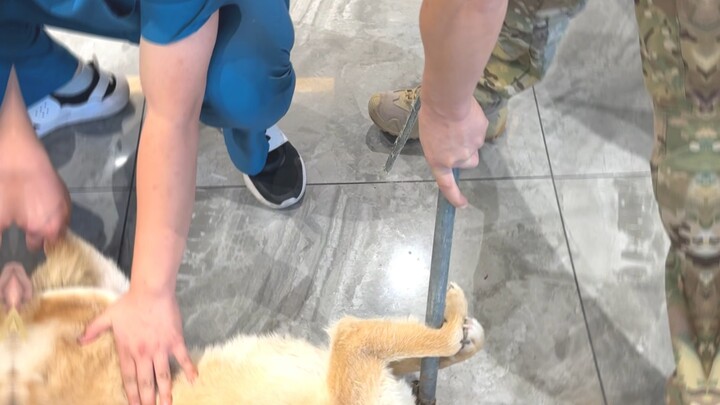 [Pan Hong’s Fun with Dogs] Video pack is ready—come check it out!