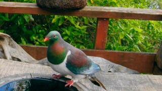 New Zealand Great Pigeon.