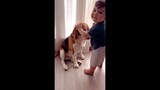 🐶 These Beagle Puppies Will Make You Genuinely Happy While Watching 🐶 | Cute Puppies