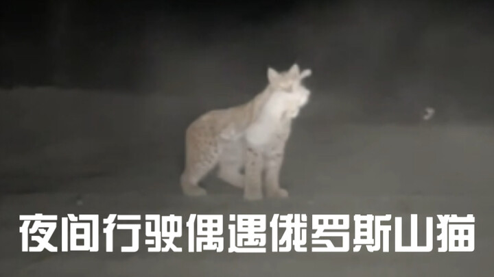 Encountered a Russian Lynx while driving at night