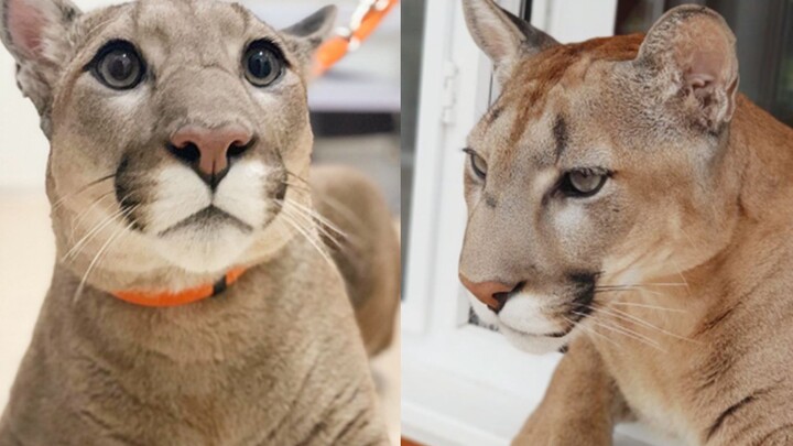 Without a doubt, I’m the cutest cougar in the world.