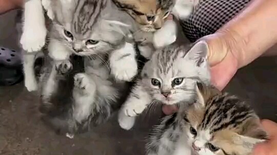 Mom Cat’s output is pretty impressive.