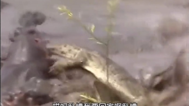 This dubbing is really awesome!