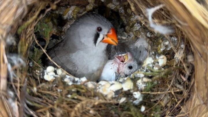 Anak burung dipukuli oleh induknya setelah melakukan kesalahan, adegan ini benar-benar mengharukan!