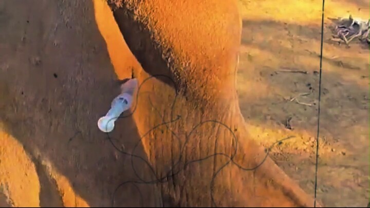 You Won’t Believe How Vets Inject Animals