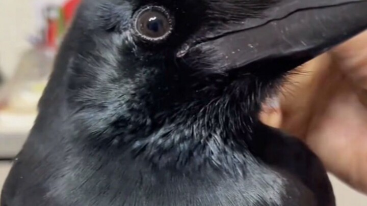 Khi bạn đưa tay chạm vào mỏ của con quạ, nó sẽ nhìn bạn với vẻ phấn khích rồi vẫy đuôi lia lịa!