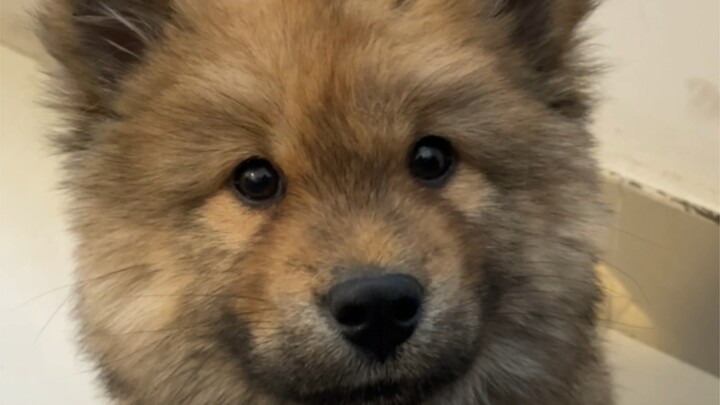 The “dirty” bear has been boarding at my place for half a month already—what should I do now that I 