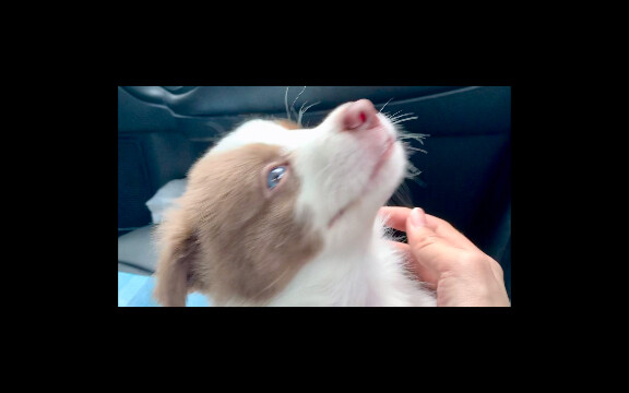 I finally have a dog! Little shepherd's first day at home
