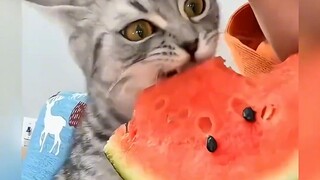 Sepertinya aku tahu aku kucing yang lucu