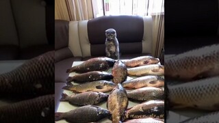 ความน่ารักนี้ทนไม่ได้!! แมวกับหมาที่น่ารักที่สุด