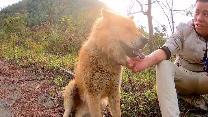 I have been raising a pastoral dog for 4 years. It looks fierce but is very loyal to its owner. It w