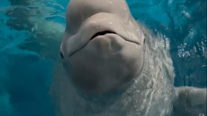 Can you tell who the real whale is?