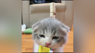 Chỉ có tham ăn là không thay đổi cat cutecat catsoftiktok catlover throwbacks beforeafter fypシ foryoupage foryou