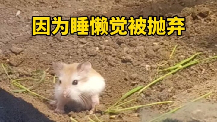 หนูแฮมสเตอร์ตื่นขึ้นมาพบว่าฟ้าถล่ม