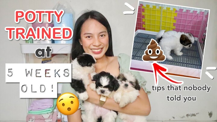 HOW TO POTTY TRAIN SHIH TZU PUPPIES | PAANO TURUAN MAG POTTY ANG ASO