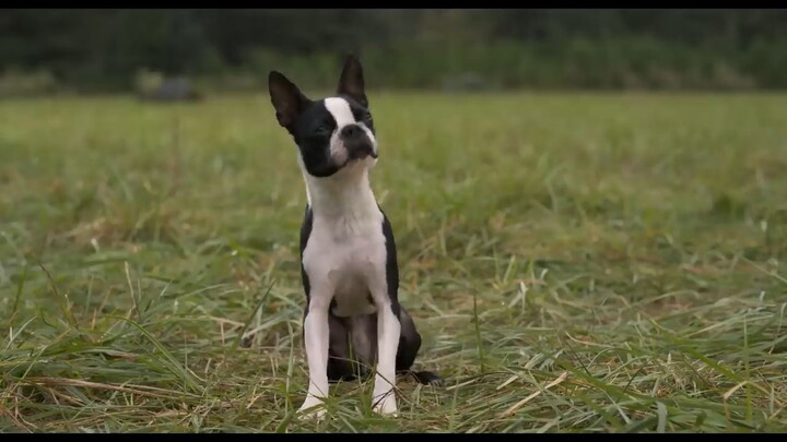 Strays _ Official Trailer 2,,TOO.watch.full.movie:in.description