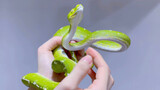 [Pets] Snakes Can Also Be Beautiful