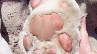 Big paw pads, sharp claws, a good big cat