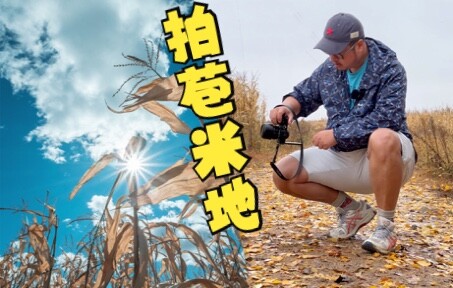 Taking photos in a withered cornfield, does it look vulgar or classy?