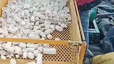 corn sheller sara iloilo