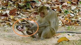 Cry Breaking Heart, Baby Monkey Anissa Cry To Call Mom Help, Father Aron Doesn't Release Baby Anissa