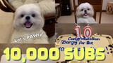 Borgy the Shih Tzu Celebrates 10,000 Subscribers | Let's PAWty!