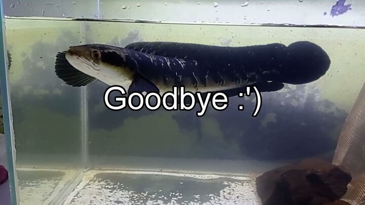 Goodbye To My Snakehead