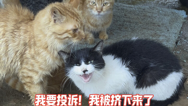 Do cat groups also have a hierarchy?