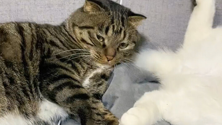 Cat: I’ve never heard a request like this in my life.