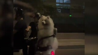 جرو مرح يشفي حزنك