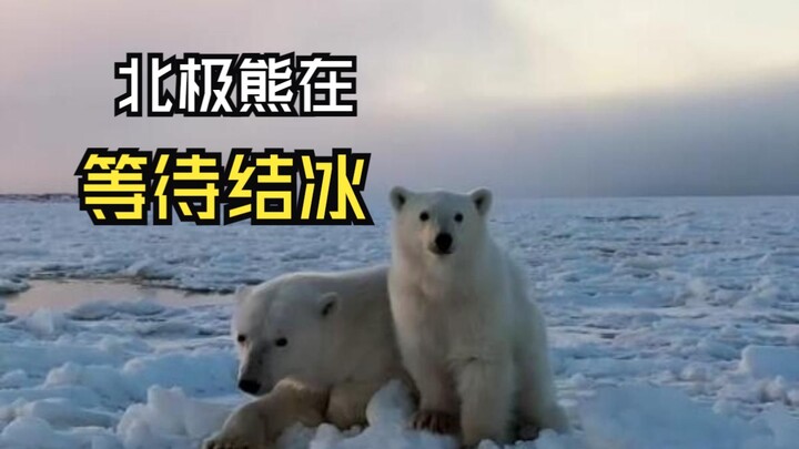 Those heartwarming animal videos!