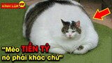 🔥 7 Chú Mèo CỰC KHỦNG CỰC NGÁO và Kỳ Lạ Nhất Hành Tinh | Kính Lúp TV