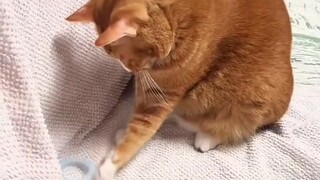 Siapa yang bisa menolak anak kucing yang konyol?