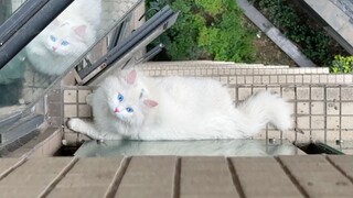 ดูดีมั้ย? ฉันจ่ายด้วยไอคิวของฉัน~