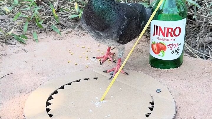 [World Curiosities Commentary] Video is loading—hurry and check out the surprise!