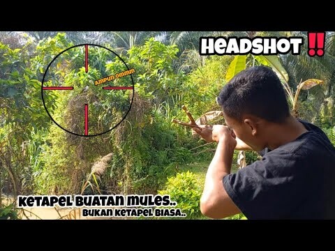 BERBURU BURUNG PAKE KETAPEL KAYU BUATANKU‼️BERHASIL HEADSHOT BURUNG CANTIK, LANGSUNG OLAH DI TEMPAT.